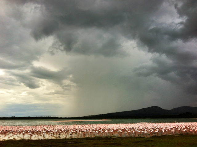 Flamingos and a storm